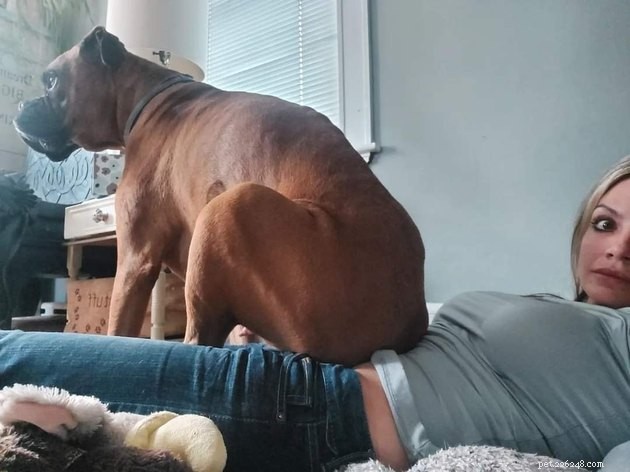 17 Hilarious Pet Photos Proving They Rule Their Own World