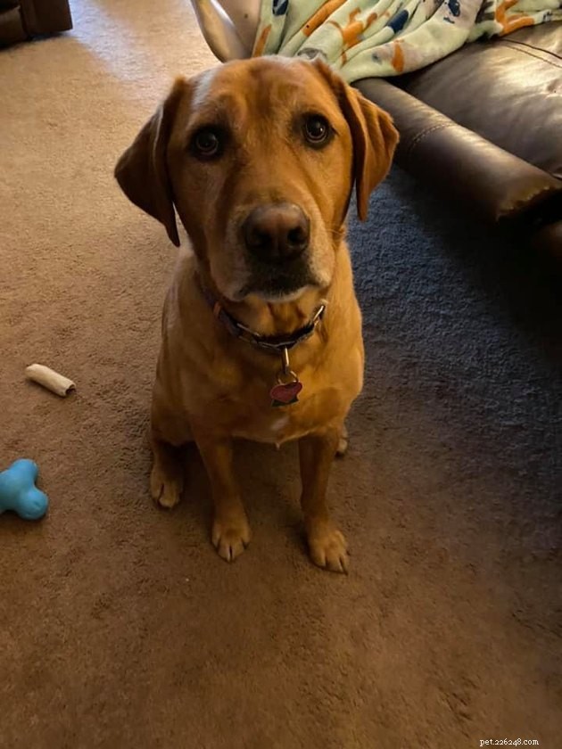 17 Hilarious Pet Photos Proving They Rule Their Own World