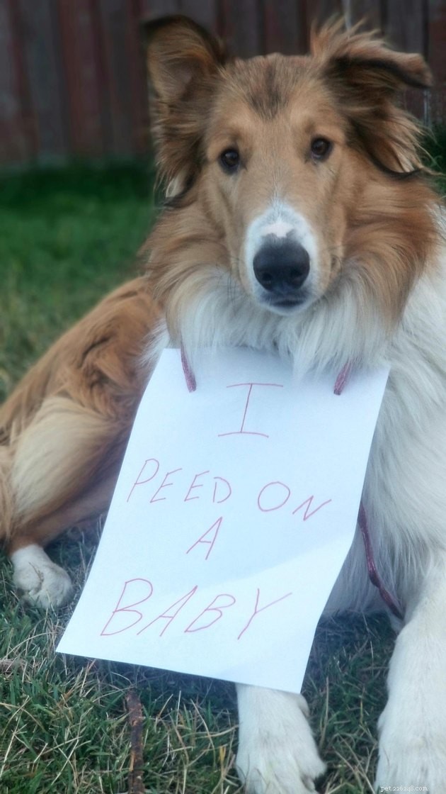 13 Dog Behaviors That Trainers Publicly Discuss
