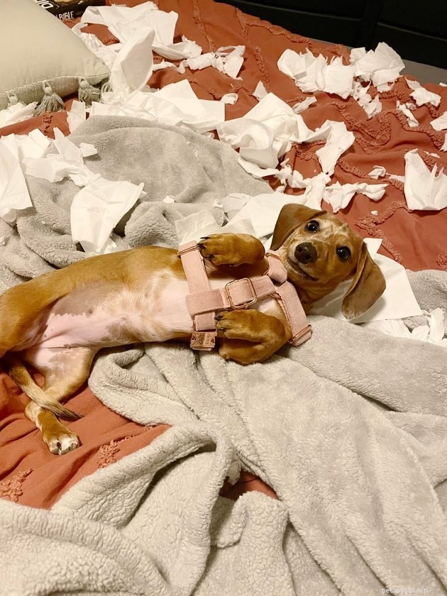 17 Hilarious Pet Photos Proving They Rule Their Own World