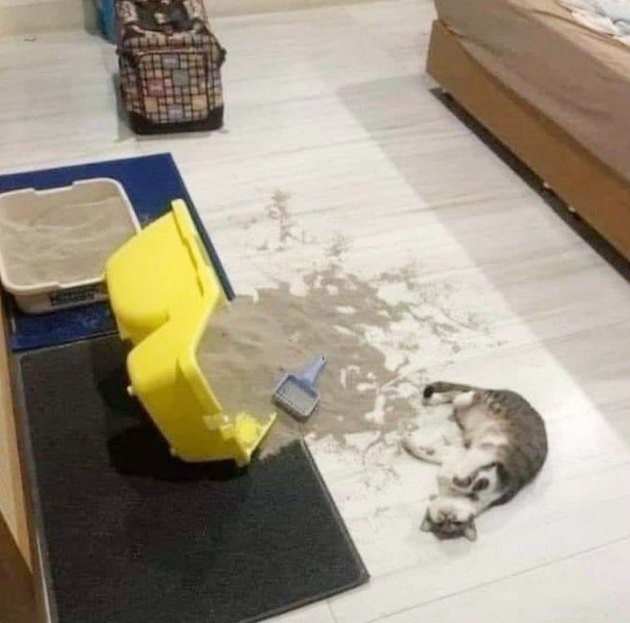 17 Hilarious Pet Photos Proving They Rule Their Own World