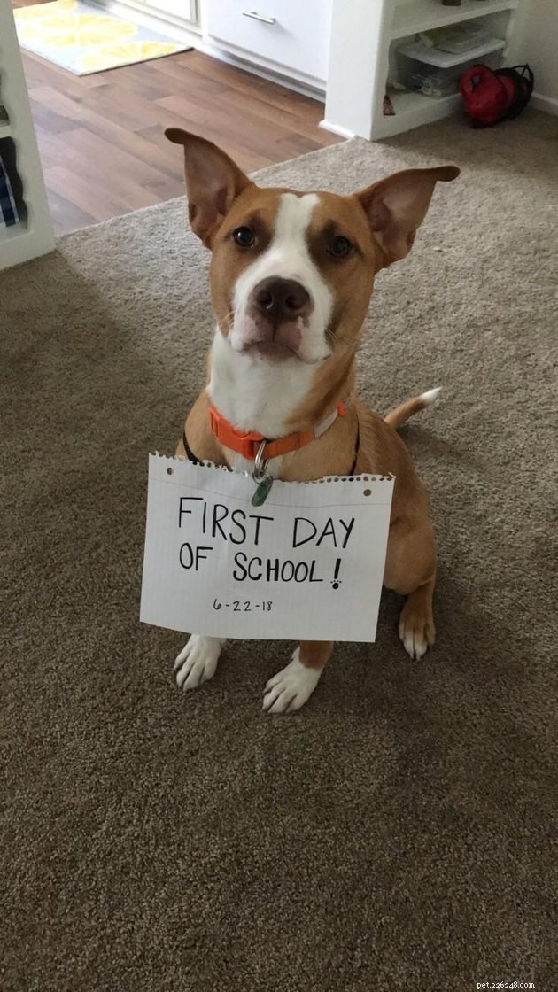 13 Dog Behaviors That Trainers Publicly Discuss