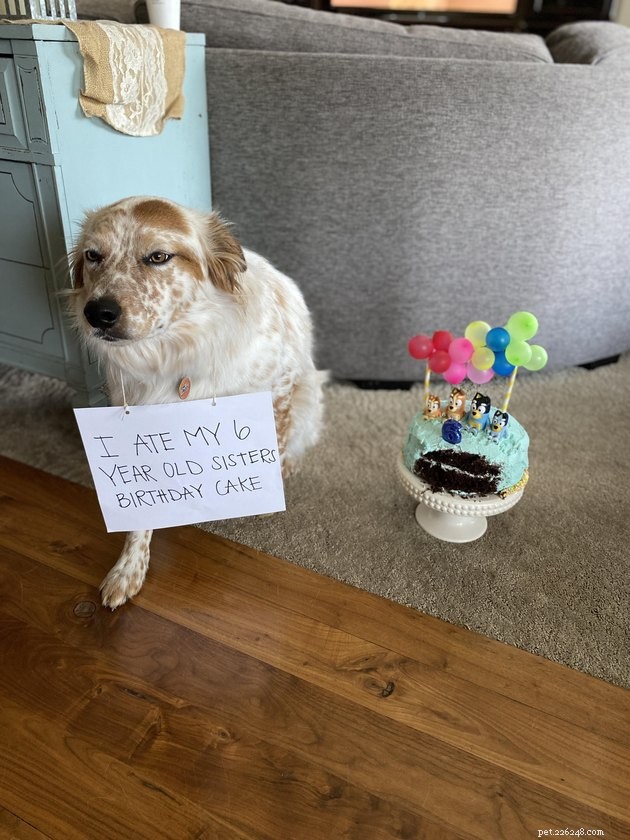 13 Dog Behaviors That Trainers Publicly Discuss