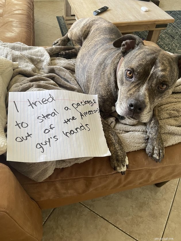13 Dog Behaviors That Trainers Publicly Discuss