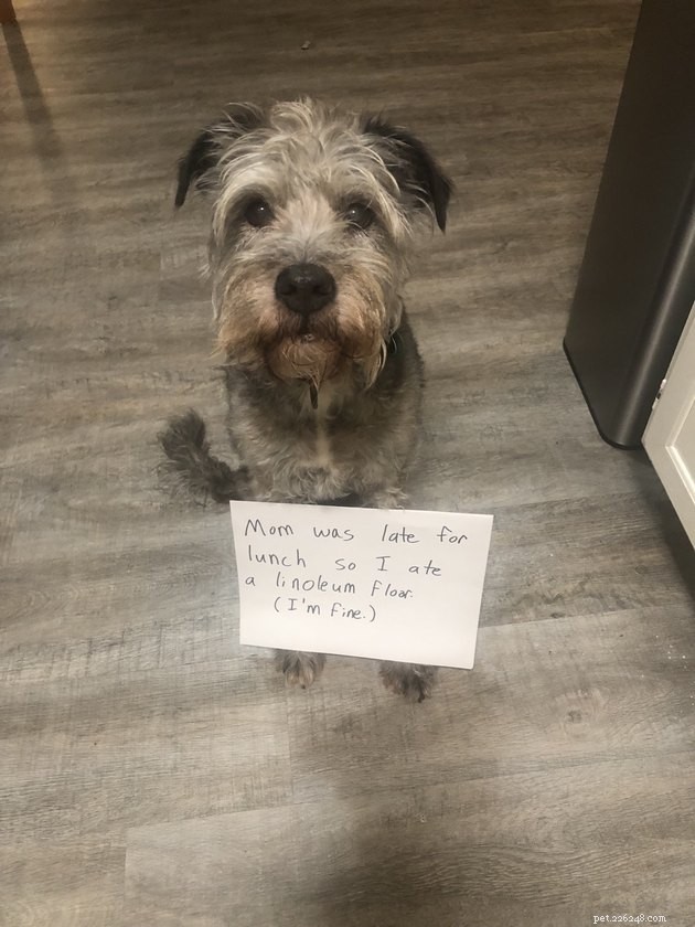 13 Dog Behaviors That Trainers Publicly Discuss