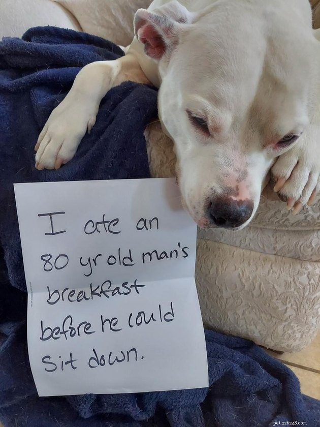 13 Dog Behaviors That Trainers Publicly Discuss