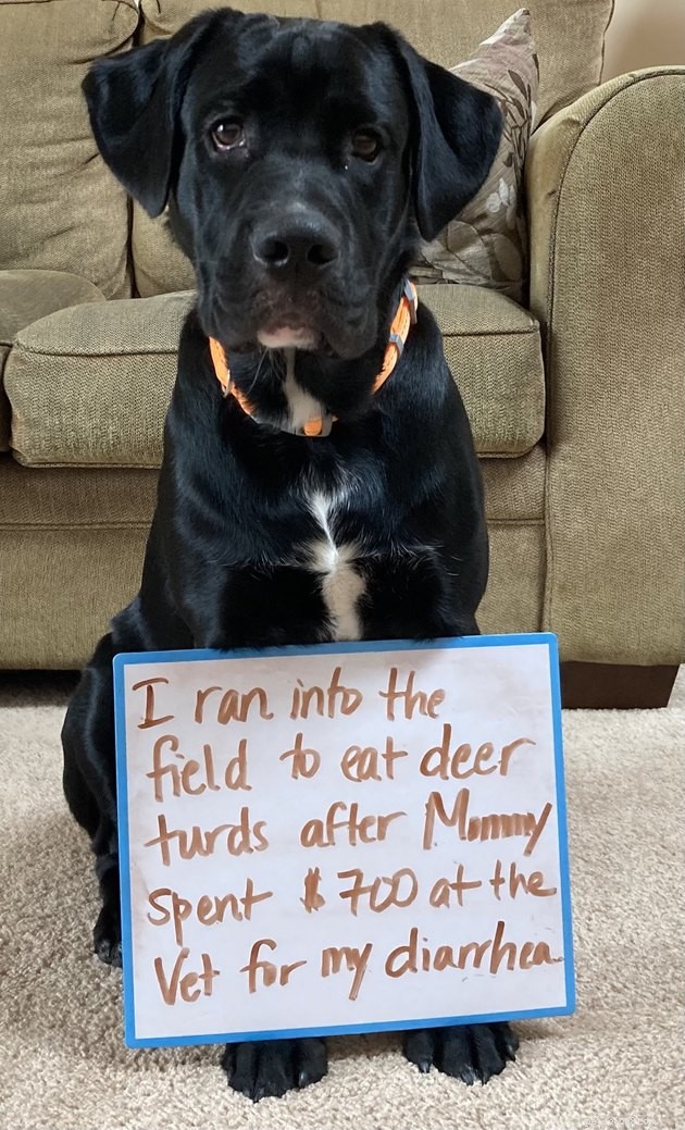 13 Dog Behaviors That Trainers Publicly Discuss