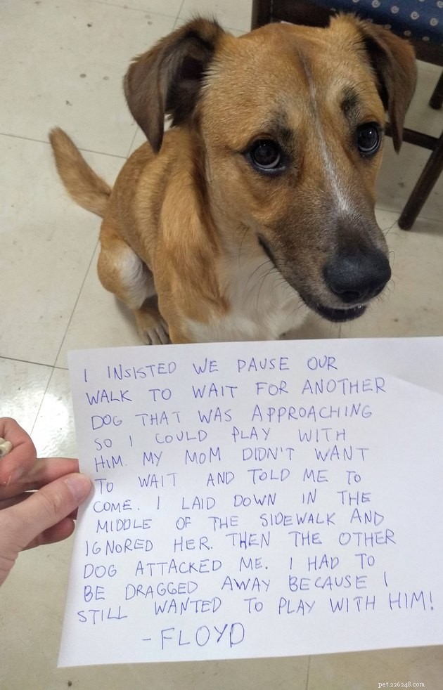 13 Dog Behaviors That Trainers Publicly Discuss