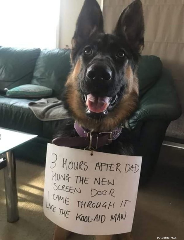 13 Dog Behaviors That Trainers Publicly Discuss