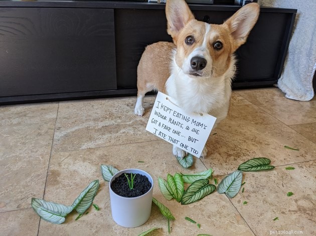 13 Dog Behaviors That Trainers Publicly Discuss