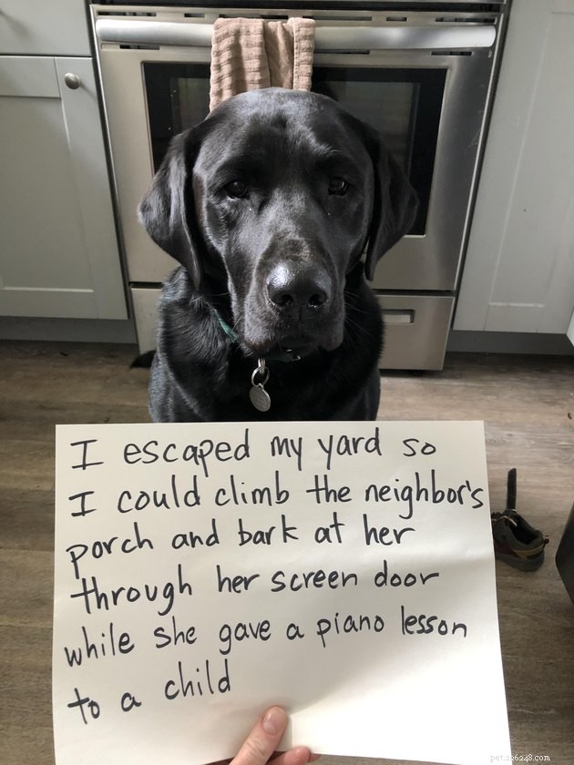 13 Dog Behaviors That Trainers Publicly Discuss