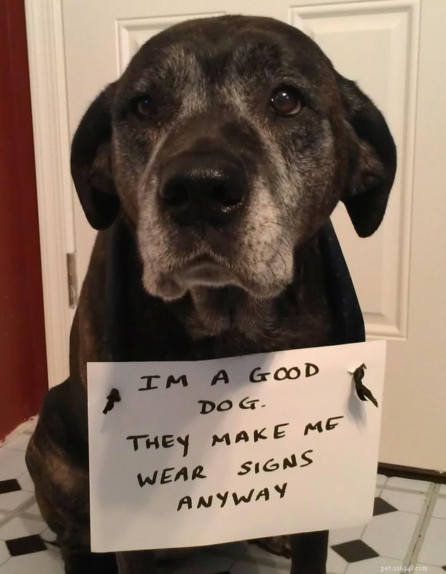 13 Dog Behaviors That Trainers Publicly Discuss