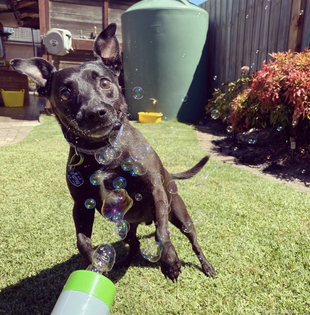22 Dogs Celebrate Summer with a Spectacular Bubble Bash