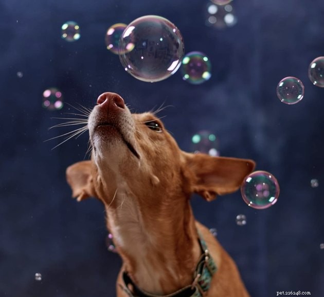 22 Dogs Celebrate Summer with a Spectacular Bubble Bash