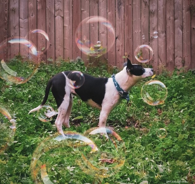 22 Dogs Celebrate Summer with a Spectacular Bubble Bash