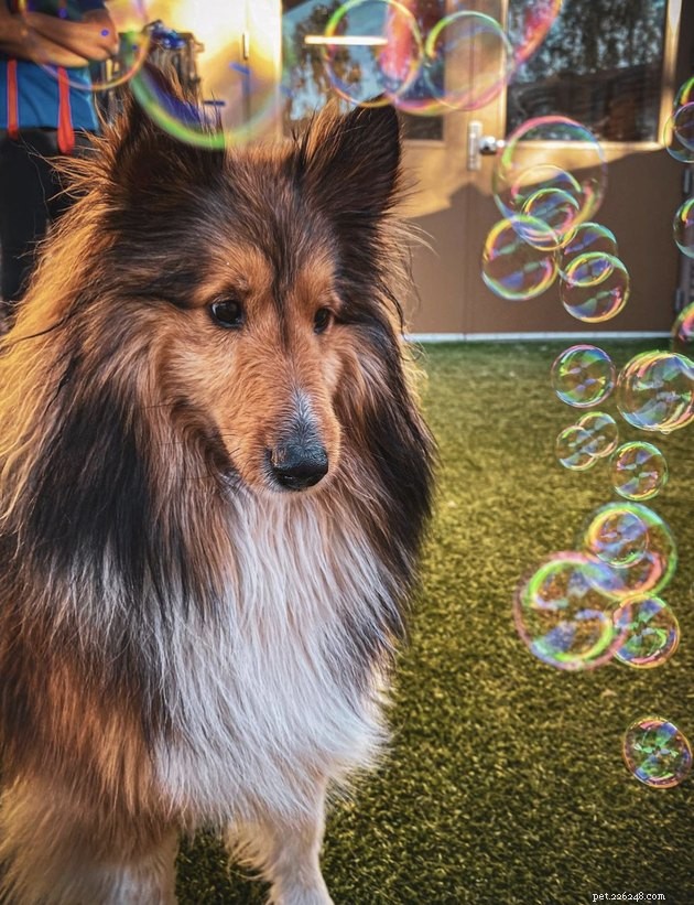 22 Dogs Celebrate Summer with a Spectacular Bubble Bash