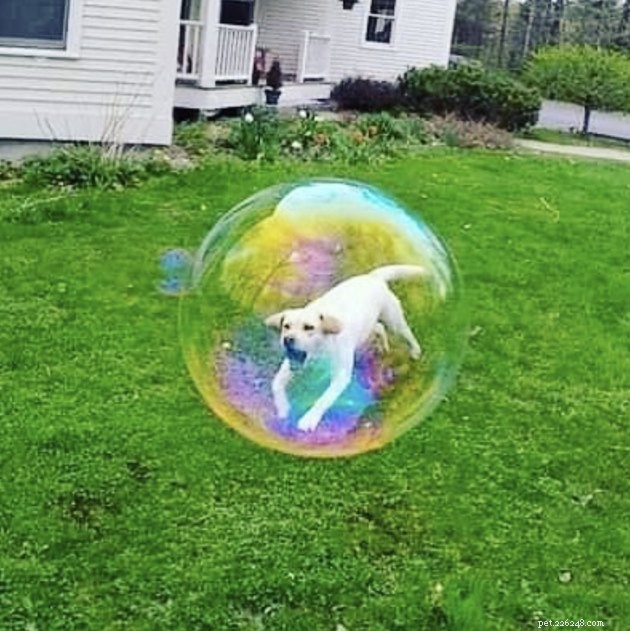 22 Dogs Celebrate Summer with a Spectacular Bubble Bash