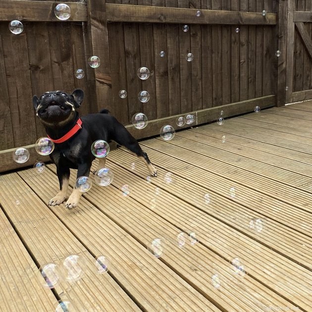 22 Dogs Celebrate Summer with a Spectacular Bubble Bash