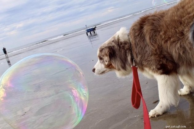 22 Dogs Celebrate Summer with a Spectacular Bubble Bash