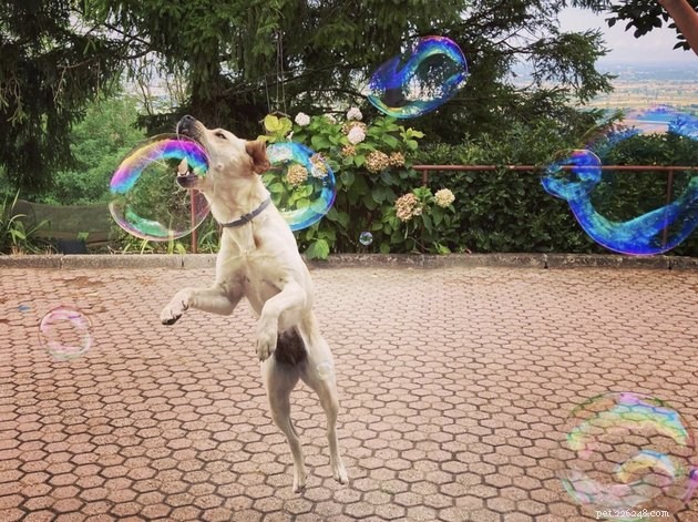 22 Dogs Celebrate Summer with a Spectacular Bubble Bash