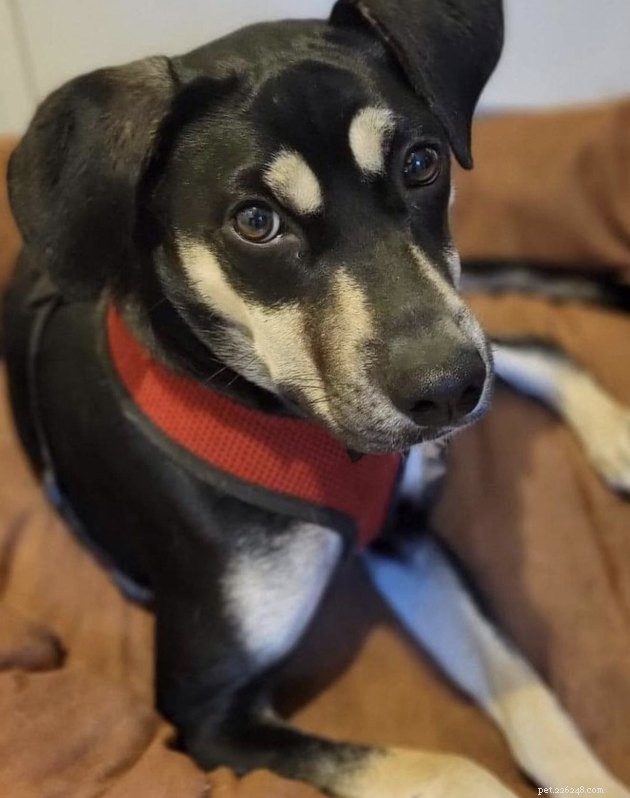 19 Canine Companions With Remarkably Gorgeous Eyebrows