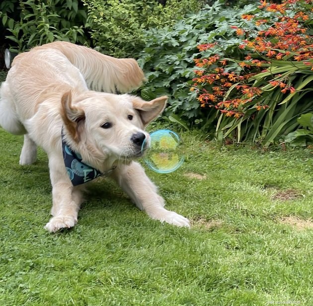 22 Dogs Celebrate Summer with a Spectacular Bubble Bash