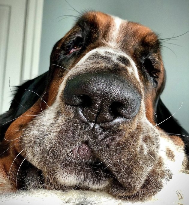 22 Dogs Celebrate Summer with a Spectacular Bubble Bash