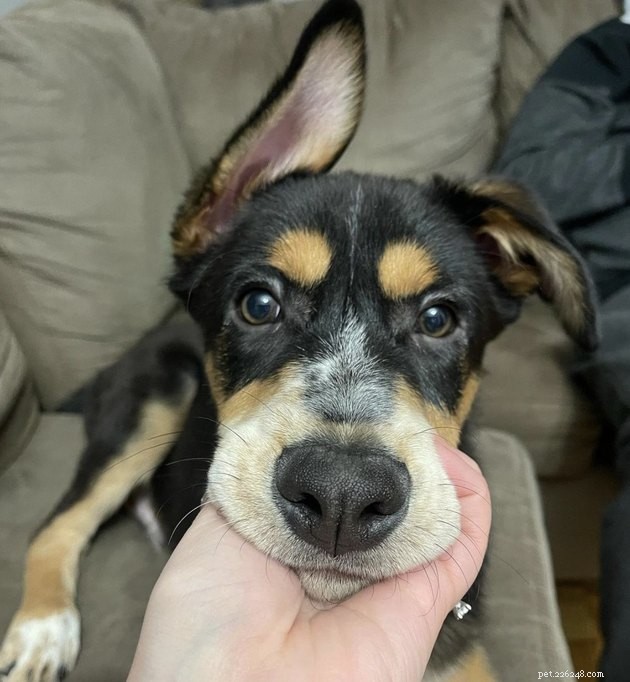 19 Canine Companions With Remarkably Gorgeous Eyebrows