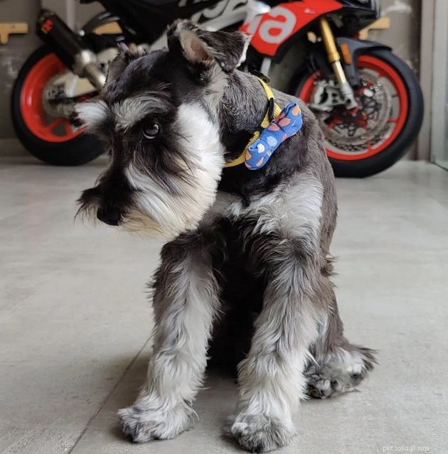 19 Canine Companions With Remarkably Gorgeous Eyebrows