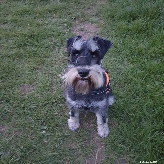 19 Canine Companions With Remarkably Gorgeous Eyebrows