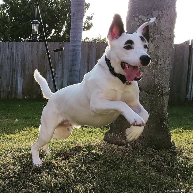 19 Canine Companions With Remarkably Gorgeous Eyebrows