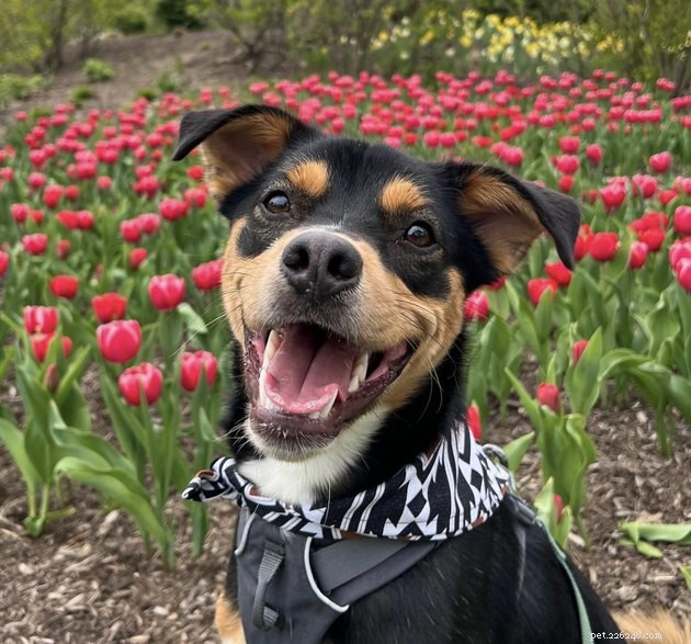 19 Canine Companions With Remarkably Gorgeous Eyebrows