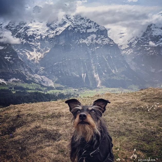 19 Canine Companions With Remarkably Gorgeous Eyebrows