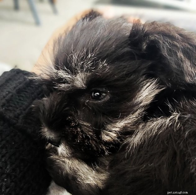 19 Canine Companions With Remarkably Gorgeous Eyebrows