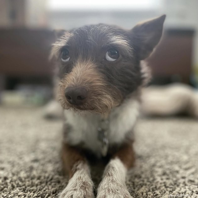 19 Canine Companions With Remarkably Gorgeous Eyebrows
