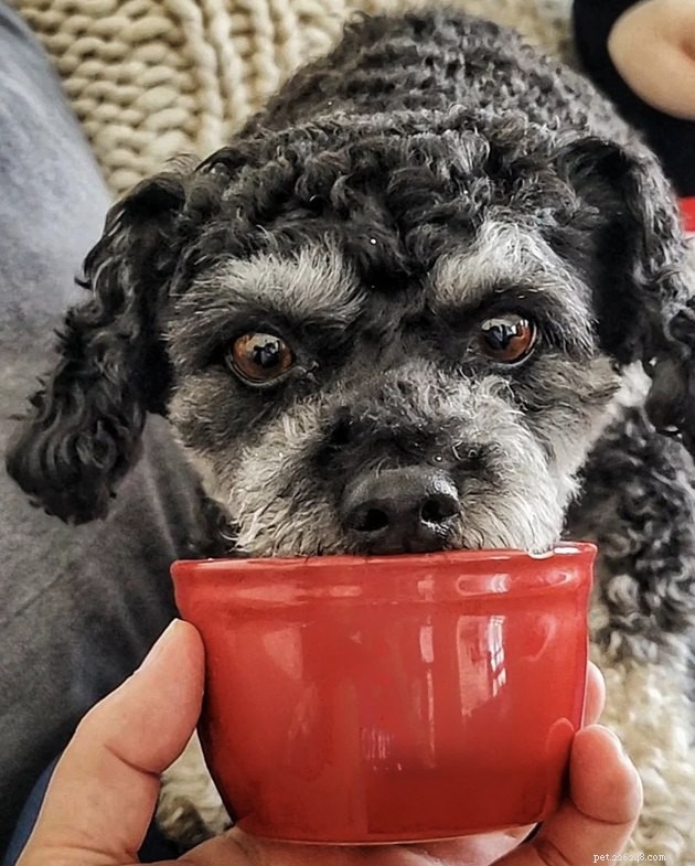 19 Canine Companions With Remarkably Gorgeous Eyebrows