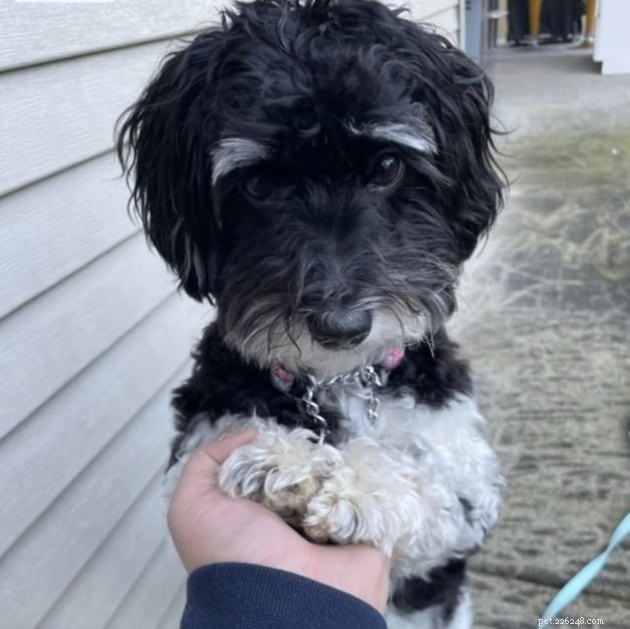 19 Canine Companions With Remarkably Gorgeous Eyebrows