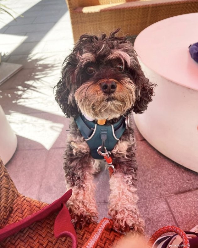 19 Canine Companions With Remarkably Gorgeous Eyebrows