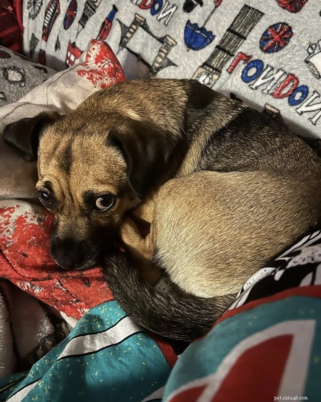 19 Canine Companions With Remarkably Gorgeous Eyebrows