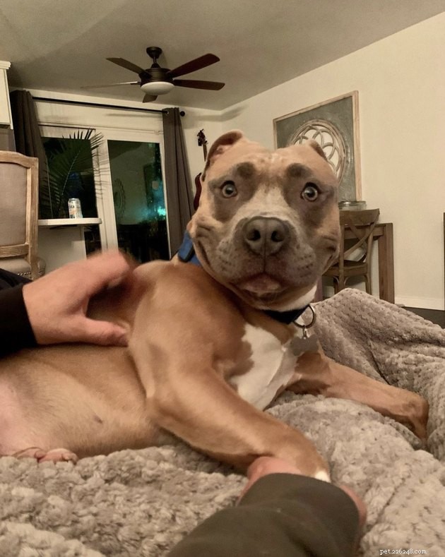 19 Canine Companions With Remarkably Gorgeous Eyebrows