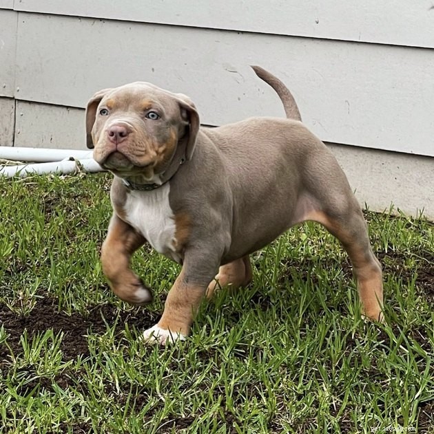19 Canine Companions With Remarkably Gorgeous Eyebrows