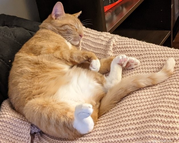 18 Delightful Pet Photos to Brighten Your Day