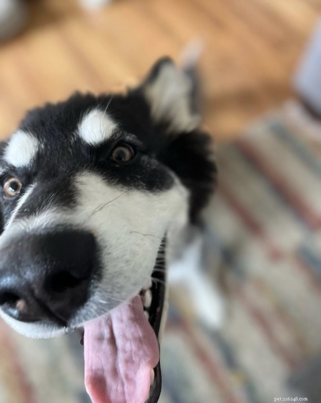 19 Canine Companions With Remarkably Gorgeous Eyebrows