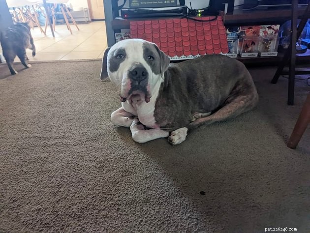 18 Delightful Pet Photos to Brighten Your Day