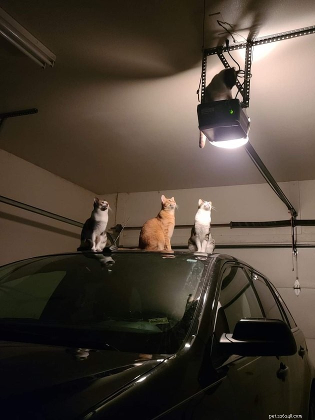 18 Delightful Pet Photos to Brighten Your Day
