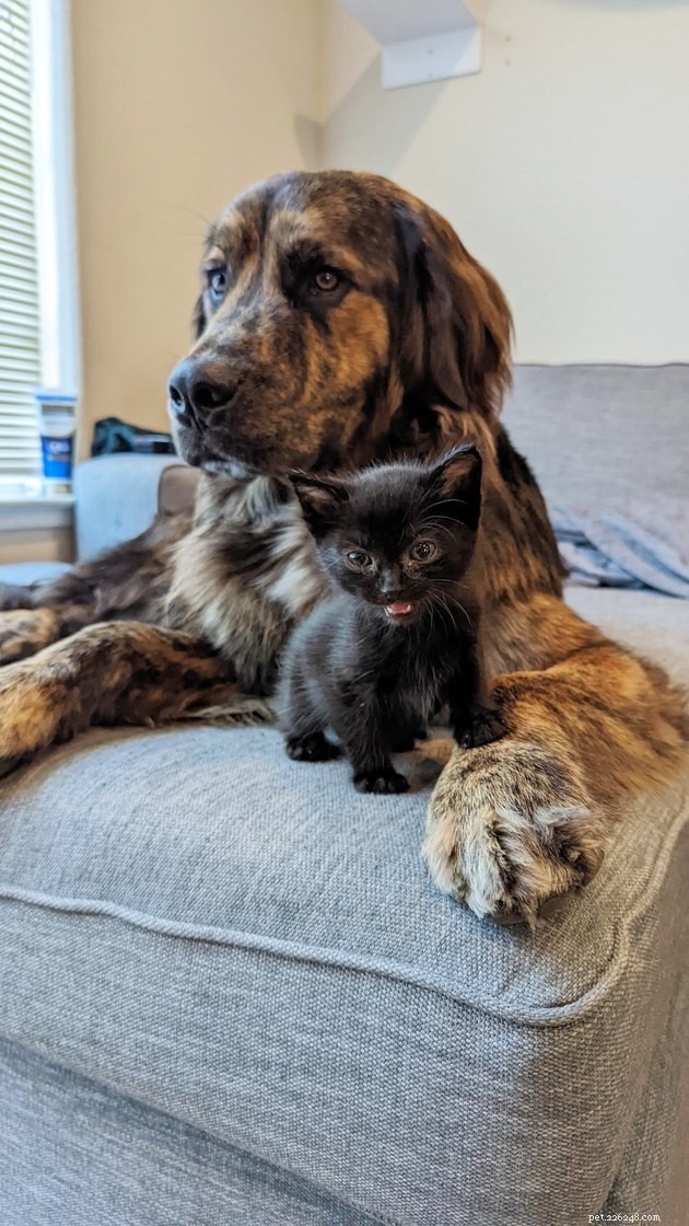 18 Delightful Pet Photos to Brighten Your Day