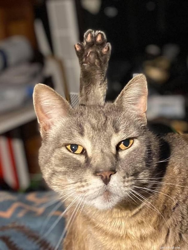 18 Delightful Pet Photos to Brighten Your Day
