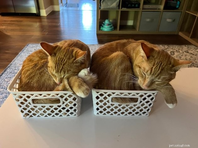 18 Delightful Pet Photos to Brighten Your Day