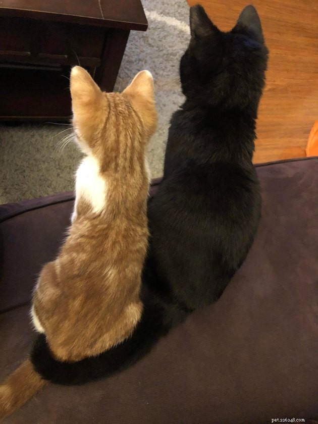 12 Heartwarming Animal Friendships to Share with Your Best Friend
