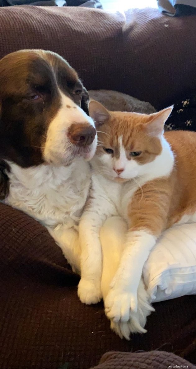 12 Heartwarming Animal Friendships to Share with Your Best Friend